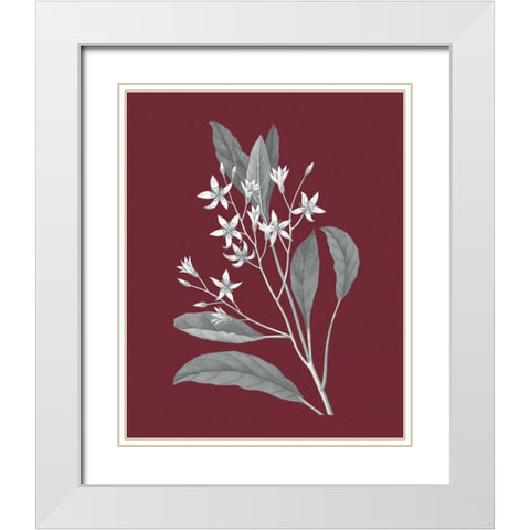 Pomegranate Botanical V White Modern Wood Framed Art Print with Double Matting by Wild Apple Portfolio