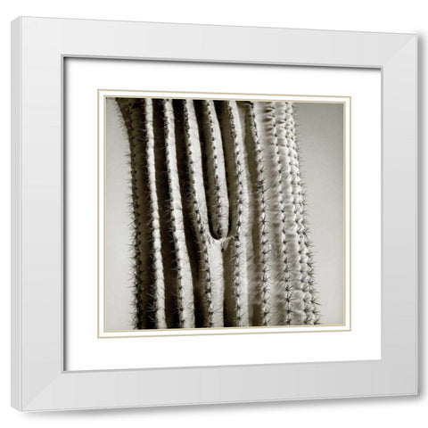 Cactus Star White Modern Wood Framed Art Print with Double Matting by Goldstein, Ed