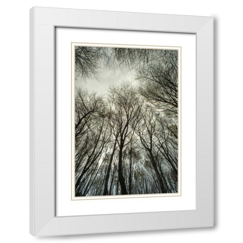 Light through the Trees White Modern Wood Framed Art Print with Double Matting by Eichman, Andre