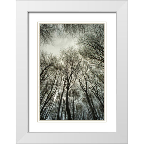 Light through the Trees White Modern Wood Framed Art Print with Double Matting by Eichman, Andre