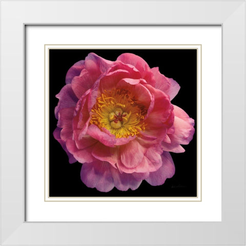 Floral Majesty II White Modern Wood Framed Art Print with Double Matting by Eichman, Andre