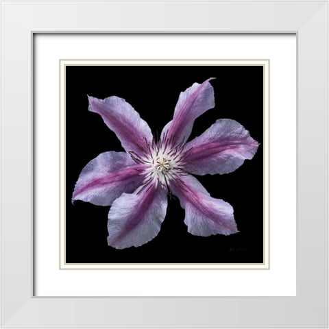 Floral Majesty VI White Modern Wood Framed Art Print with Double Matting by Eichman, Andre
