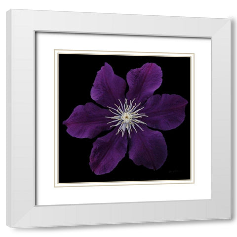 Floral Majesty VII White Modern Wood Framed Art Print with Double Matting by Eichman, Andre