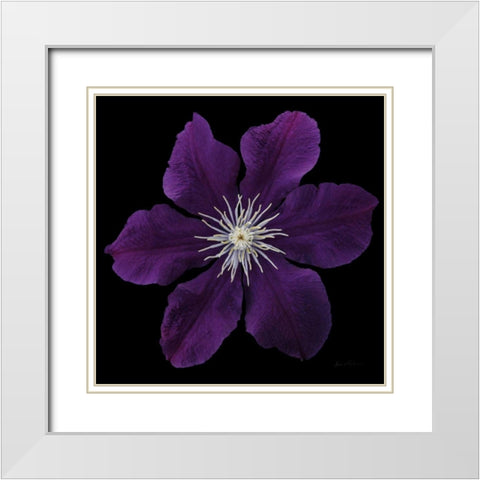 Floral Majesty VII White Modern Wood Framed Art Print with Double Matting by Eichman, Andre