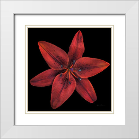 Floral Majesty VIII White Modern Wood Framed Art Print with Double Matting by Eichman, Andre