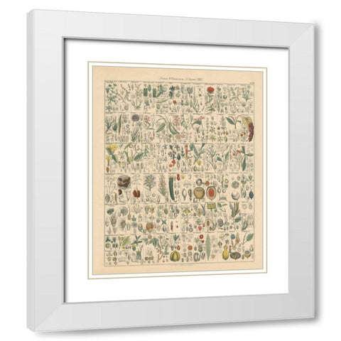 Flora Chart II White Modern Wood Framed Art Print with Double Matting by Wild Apple Portfolio