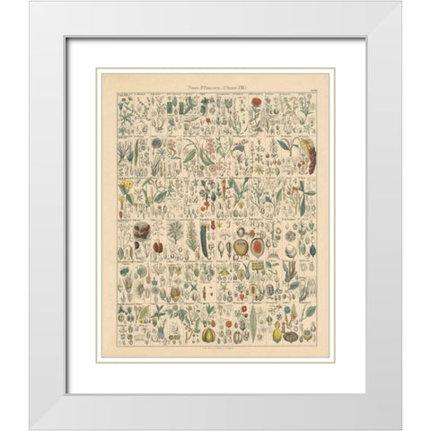 Flora Chart II White Modern Wood Framed Art Print with Double Matting by Wild Apple Portfolio