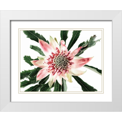 Salmon Waratah III White Modern Wood Framed Art Print with Double Matting by Catterall, Elise