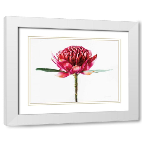 Waratah Flower White Modern Wood Framed Art Print with Double Matting by Catterall, Elise