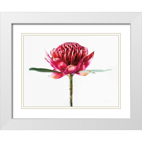 Waratah Flower White Modern Wood Framed Art Print with Double Matting by Catterall, Elise
