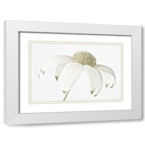 Flannel Flower White Modern Wood Framed Art Print with Double Matting by Catterall, Elise