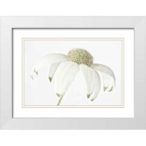 Flannel Flower White Modern Wood Framed Art Print with Double Matting by Catterall, Elise