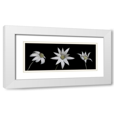 Flannel Flower Trio White Modern Wood Framed Art Print with Double Matting by Catterall, Elise