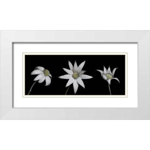Flannel Flower Trio White Modern Wood Framed Art Print with Double Matting by Catterall, Elise
