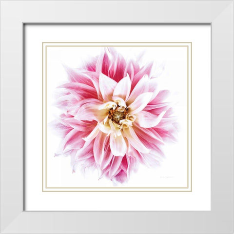 Pink Dahlia White Modern Wood Framed Art Print with Double Matting by Catterall, Elise