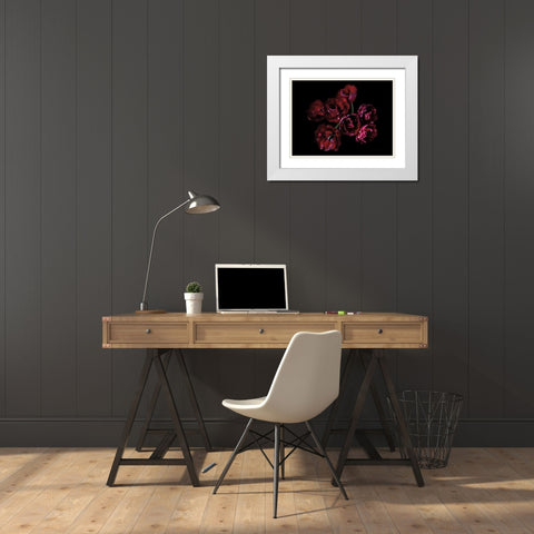 Red Double Tulips White Modern Wood Framed Art Print with Double Matting by Catterall, Elise