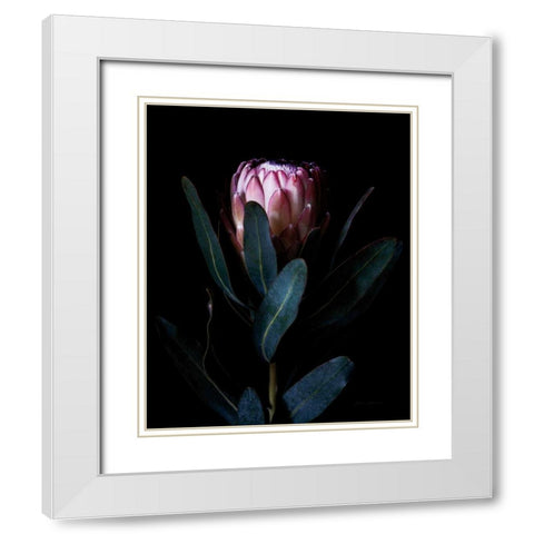 Protea Portrait White Modern Wood Framed Art Print with Double Matting by Catterall, Elise