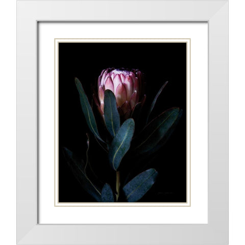 Protea Portrait White Modern Wood Framed Art Print with Double Matting by Catterall, Elise
