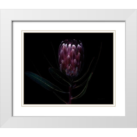 Protea Dark White Modern Wood Framed Art Print with Double Matting by Catterall, Elise