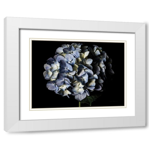 Pale Blue Hydrangea White Modern Wood Framed Art Print with Double Matting by Catterall, Elise