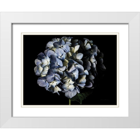 Pale Blue Hydrangea White Modern Wood Framed Art Print with Double Matting by Catterall, Elise