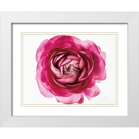 Pink Ranunculus on White White Modern Wood Framed Art Print with Double Matting by Catterall, Elise