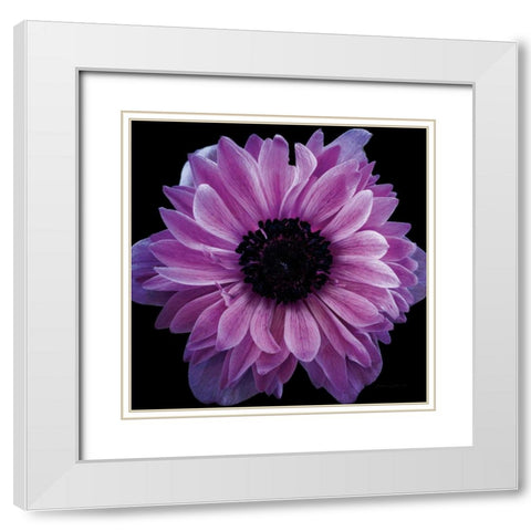 Purple Anemone Crop White Modern Wood Framed Art Print with Double Matting by Catterall, Elise