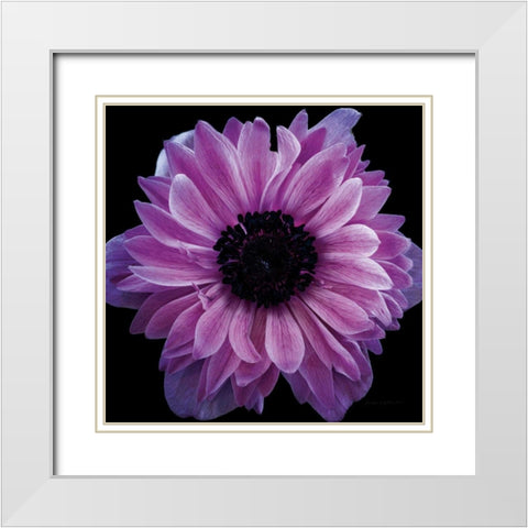 Purple Anemone Crop White Modern Wood Framed Art Print with Double Matting by Catterall, Elise