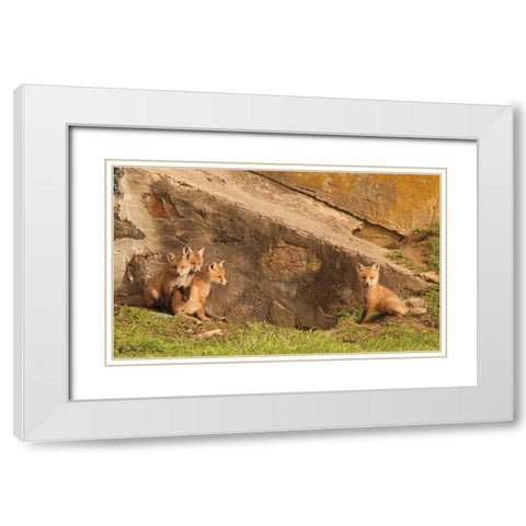 Fox Cubs I White Modern Wood Framed Art Print with Double Matting by Aledanda