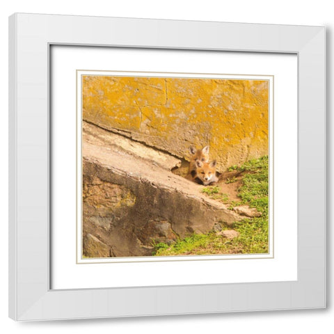 fox Cubs II White Modern Wood Framed Art Print with Double Matting by Aledanda