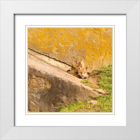 fox Cubs II White Modern Wood Framed Art Print with Double Matting by Aledanda