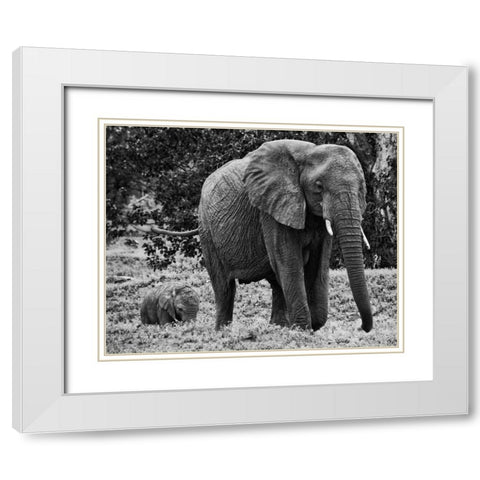 Mama and Baby Elephant I White Modern Wood Framed Art Print with Double Matting by Aledanda