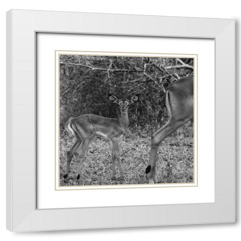 Impala and Baby White Modern Wood Framed Art Print with Double Matting by Aledanda