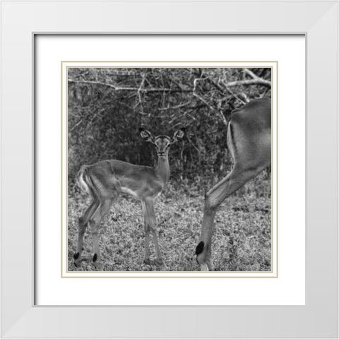 Impala and Baby White Modern Wood Framed Art Print with Double Matting by Aledanda