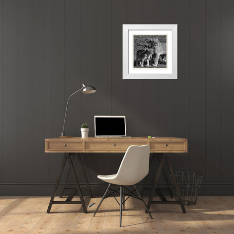 Lioness and Cubs White Modern Wood Framed Art Print with Double Matting by Aledanda
