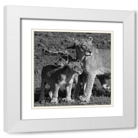 Lioness and Cubs White Modern Wood Framed Art Print with Double Matting by Aledanda