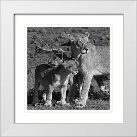 Lioness and Cubs White Modern Wood Framed Art Print with Double Matting by Aledanda