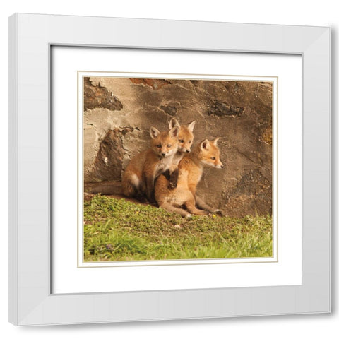 Fox Cubs III White Modern Wood Framed Art Print with Double Matting by Aledanda