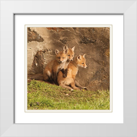 Fox Cubs III White Modern Wood Framed Art Print with Double Matting by Aledanda