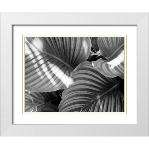 Leaf Abstract V White Modern Wood Framed Art Print with Double Matting by Goldstein, Ed
