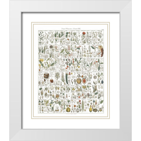 Flora Chart II White White Modern Wood Framed Art Print with Double Matting by Wild Apple Portfolio