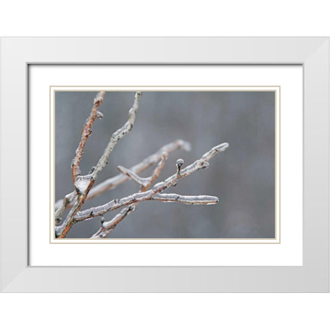 Glistening Branches II White Modern Wood Framed Art Print with Double Matting by Bradley, Felicity