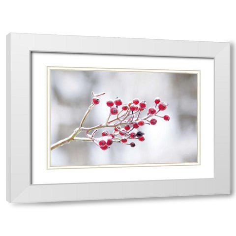 Winter Berries I White Modern Wood Framed Art Print with Double Matting by Bradley, Felicity