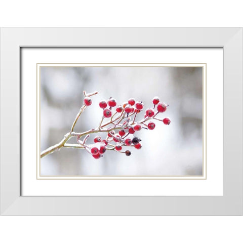 Winter Berries I White Modern Wood Framed Art Print with Double Matting by Bradley, Felicity