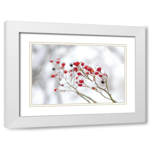Winter Berries II White Modern Wood Framed Art Print with Double Matting by Bradley, Felicity