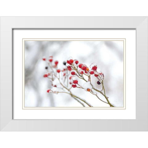 Winter Berries II White Modern Wood Framed Art Print with Double Matting by Bradley, Felicity