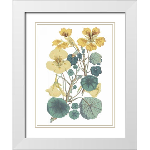Antique Botanical XVII Cool White Modern Wood Framed Art Print with Double Matting by Wild Apple Portfolio