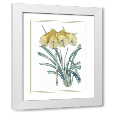 Antique Botanical XXIV Cool White Modern Wood Framed Art Print with Double Matting by Wild Apple Portfolio