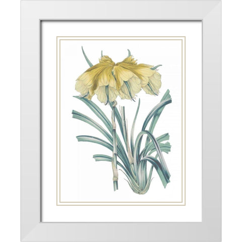 Antique Botanical XXIV Cool White Modern Wood Framed Art Print with Double Matting by Wild Apple Portfolio
