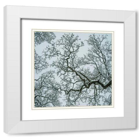 Winter Trees White Modern Wood Framed Art Print with Double Matting by Eichman, Andre
